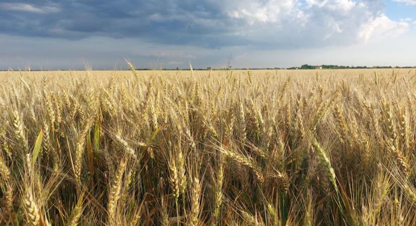 Magyarország megerősíti agrárpiacát: kizárnák az ukrán gabonát