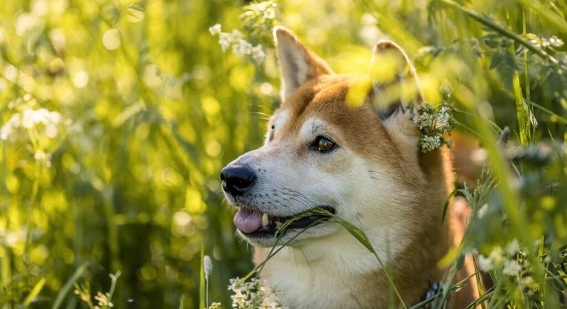 Mit érdemes tudni a shiba inu kutyákról?