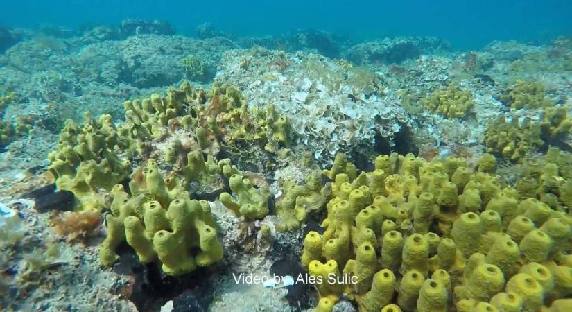 A szlovén tenger koralljait is veszélyezteti a klímaváltozás