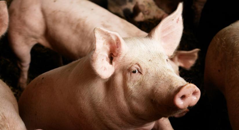 Így teljesített Csányi nagy agrárcége: van néhány meglepetés