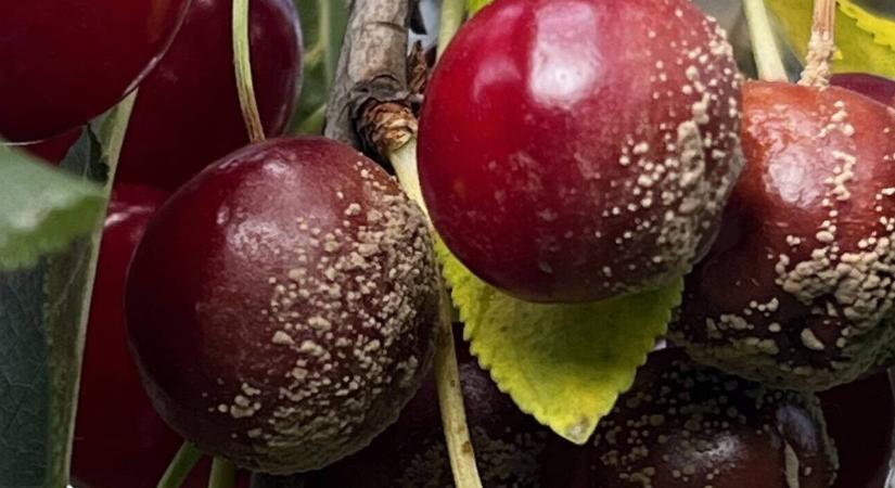 Kertészeti növényvédelmi előrejelzés: szárazság és fertőzések