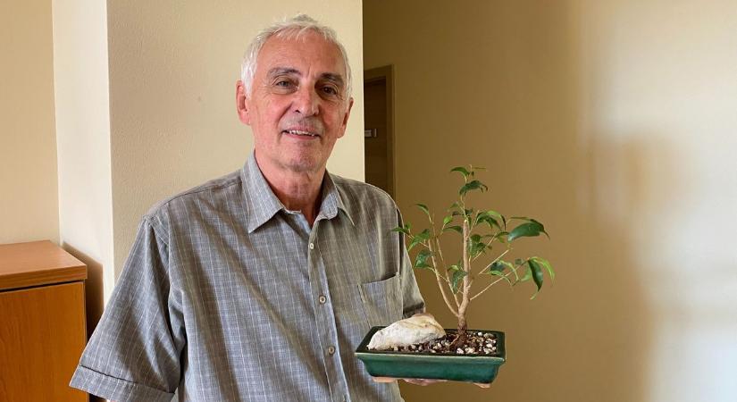 Különleges bonsai-kiállítás nyílik Kecskeméten