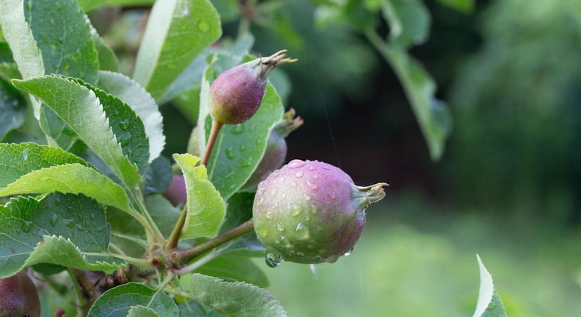 Lombtrágya vagy locsolás? – Mikor mire van szüksége a gyümölcsfának júniusban