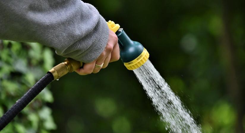 Túl sokat vagy túl keveset öntözöl? – Így olvasd le a növényeidről