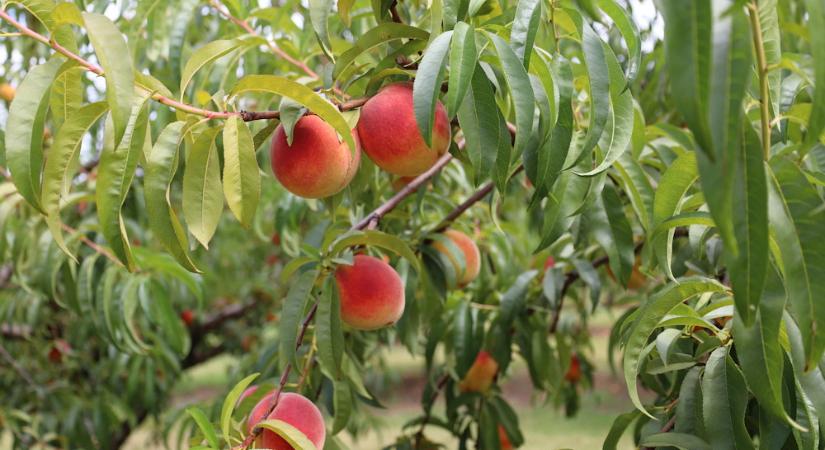 Nyári metszés: mit szabad és mit nem? – Hasznos ritkítások a gyümölcsfák javára