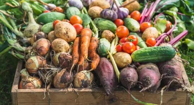 „Fermentált finomságok” – Az erjesztett ételek jótékony hatásai