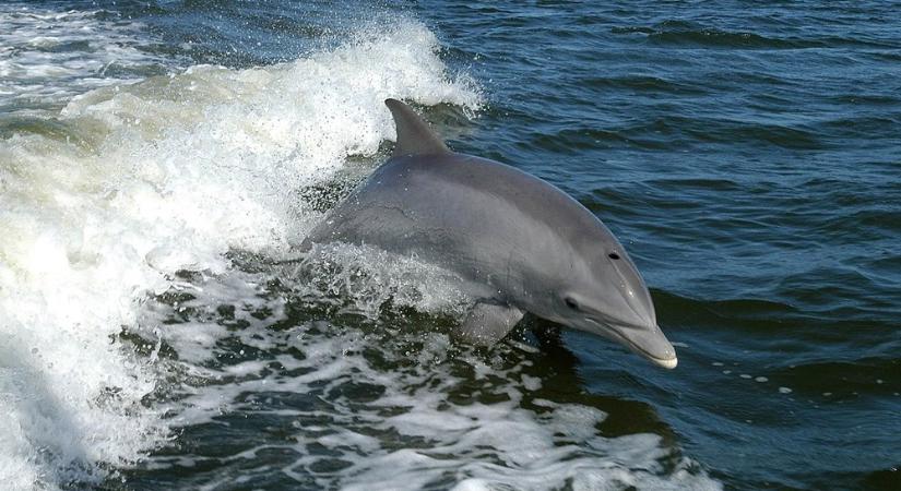 Miért ugranak ki a delfinek a vízből? – A tengeri akrobaták titkai