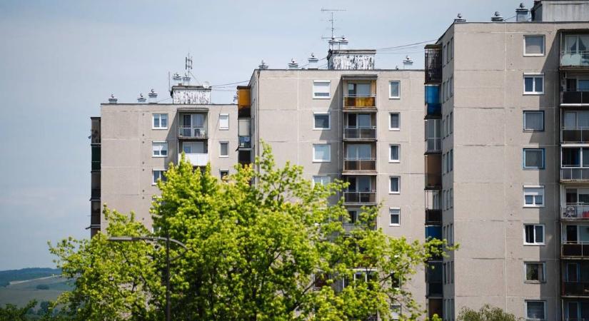 Amilyen igénytelenek, olyan jól elvannak az Avason – tőlük hemzseg most a környék