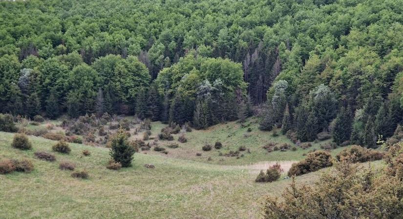 Durva, amire a Bükkben ébredtek június hajnalán