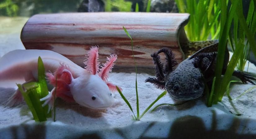 Csoda a víz alatt: vegyi koktéllal indítják újra a testrészeket – mit tudnak az axolotlok, amit mi nem?