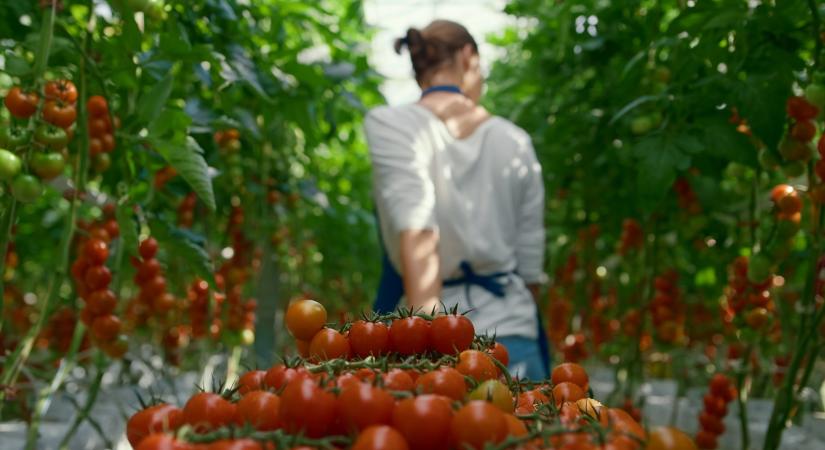 Több mint 300 kkv már forráshoz jutott – lehet, hogy neked is jut
