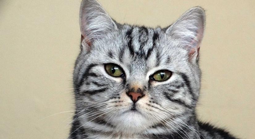 A reklámok sztárja: hogyan lett a brit rövidszőrű a Whiskas macska?