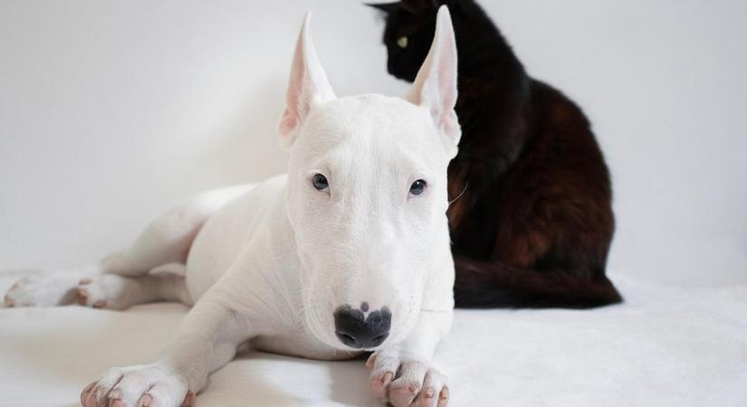 A bullterrier: tojásfejű komikus, aki úgy szeret, mintha tank lenne