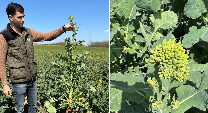 Repcesiker Kéthelyről: KWS hibridekre épít a Hubertus Agráripari Bt. – gazdariport