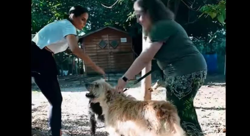 A Hódmezővásárhelyi Állatvédőknél önkénteskedik Kecskés Fanni
