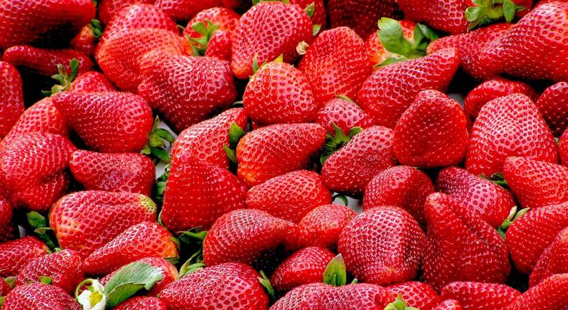 Szamócaellenőrzéseket tartott a Nébih a jogszerű őstermelői értékesítés védelme érdekében