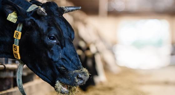 Megköti a metán 80 százalékát, üzemanyagot csinál belőle egy új megoldás