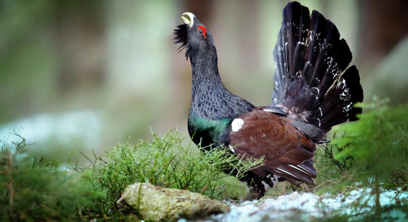 Módosítják a Tátrai Nemzeti Park zonációs javaslatát, miután az ügyészség törvénytelennek minősítette azt