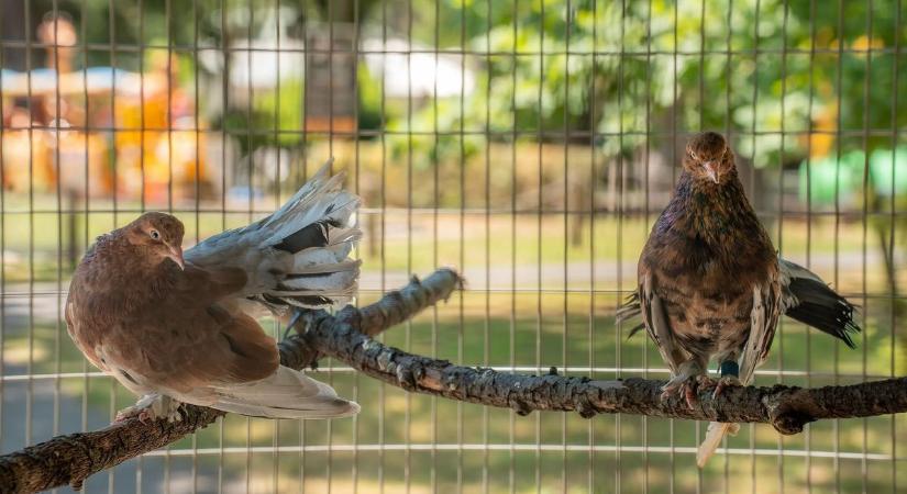 Különleges lakókkal bővült a debreceni állatkert