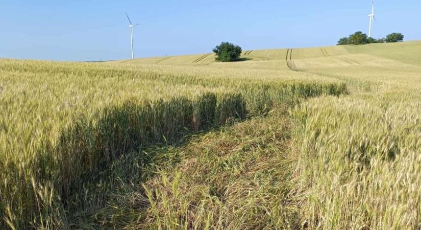 Életveszélyes mutatványt produkált a bakonyi cseresznyetolvaj