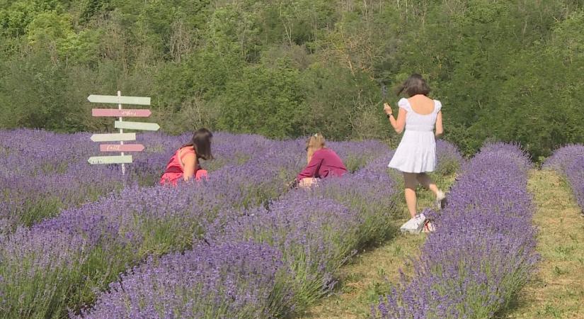 Gyerekek és idősek szedték a levendulát
