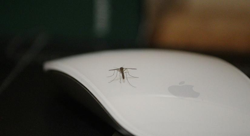 Ezért csípnek meg egyeseket gyakrabban a szúnyogok