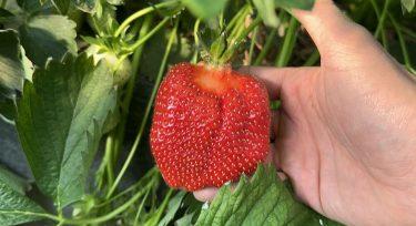 Biostimulátorok a kertészetben