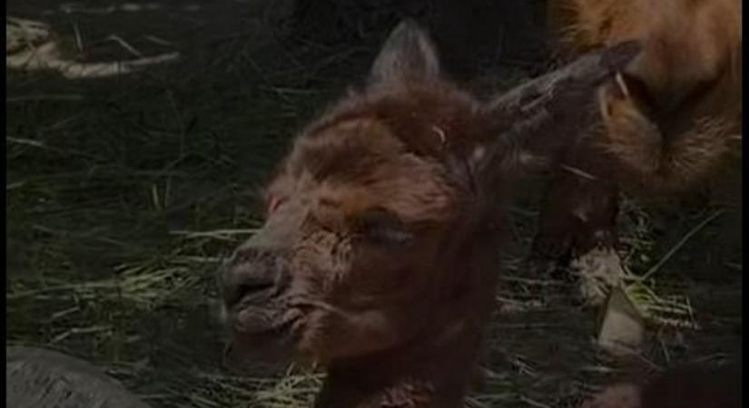 Alpakabébi született a Veszprémi Állatkertben ( videó)