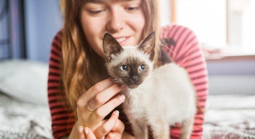 Így szocializálj egy kismacskát: ekkor válik belőle egészséges felnőtt