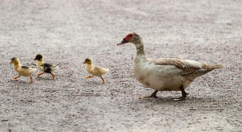 Megjelent a rendelet: támogatást kapnak a gazdák, hogy ne tartsanak kacsát, libát