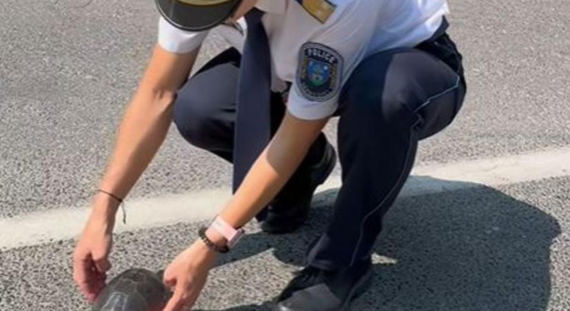 Teknőst mentettek a szomszéd vármegyei rendőrök (videó)