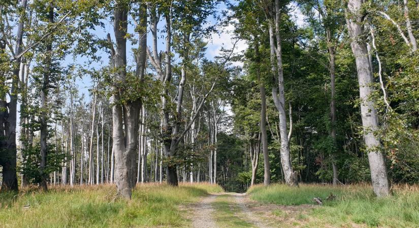 Zavartalan napsütés, meleg idő jellemzi a szombatot