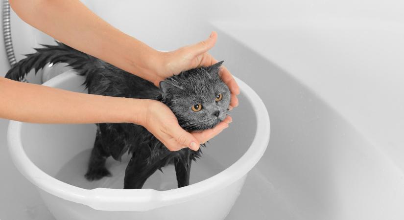Ezért utálja a macska a vizet - Itt a hivatalos válasz az állatorvostól