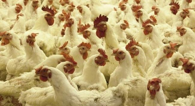 Bejelentés nélkül foglalkoztatta alkalmazottait egy vállalkozó