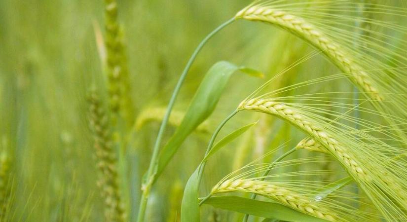 Alaposan megmozgatta a piacot a bioüzemanyag-bekeverési javaslat