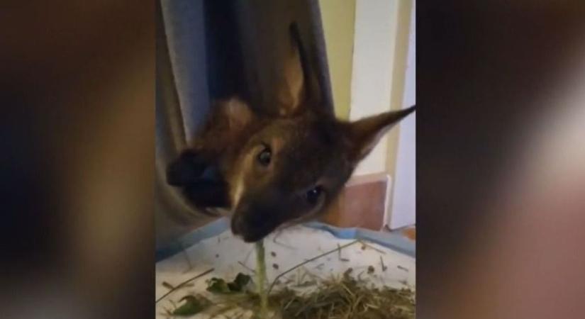 Kengurubébi él egy miskolci lakásban – Nézze meg, mit csinál babahordozóban! (videó)