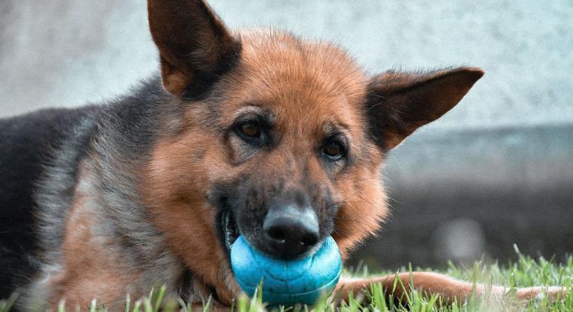 Halálos hőguta fenyegeti ezeket a kutyafajtákat - így óvhatod meg kedvencedet