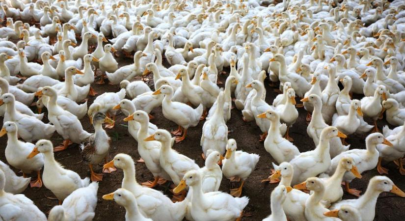 Megjelent a részletes rendelet: jelentős állami támogatást kaphatnak a víziszárnyas-tartók
