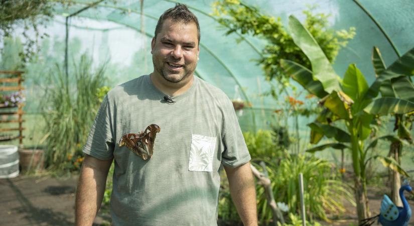 Tibor egy csepeli panelben kezdett lepkét tenyészteni, most saját lepkekertje van Szigetszentmiklóson