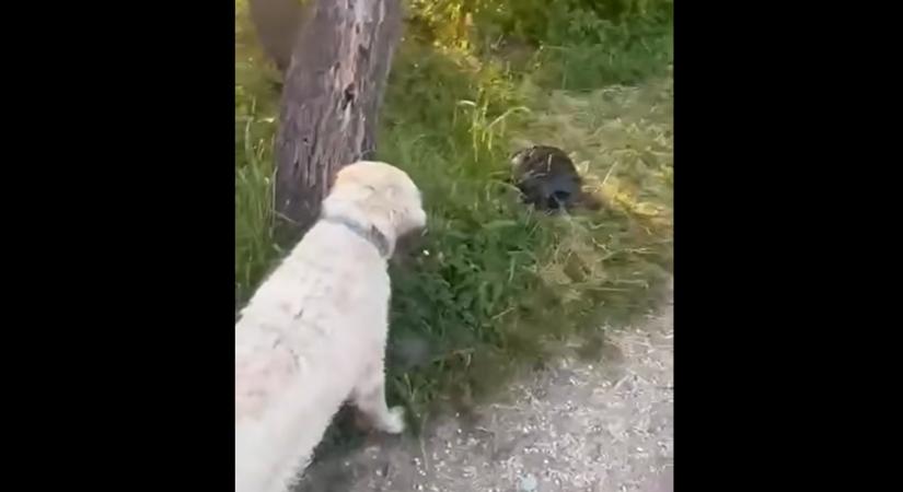 Aligátorteknő bukkant fel Csepelen, aki látja, nem piszkálja