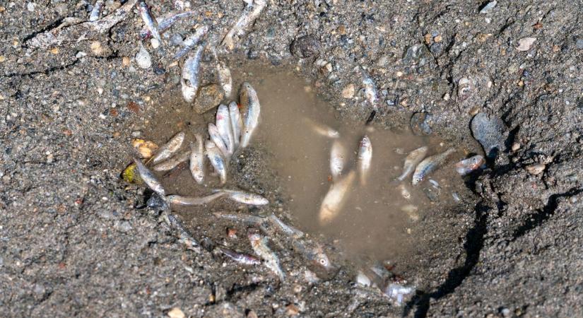 A parajdi katasztrófa utóhatása: ömlik a sós víz a Tisza felé