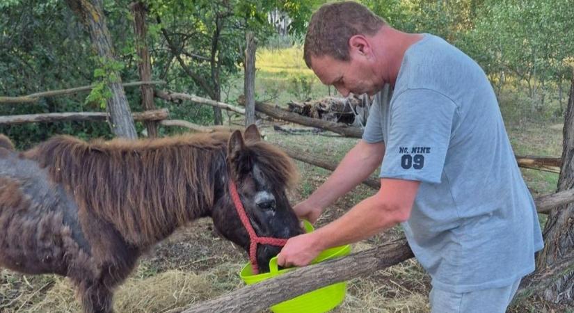 Szomorú hírt közölt a Győr-Moson-Sopronba költözött szamárfarm tulajdonosa