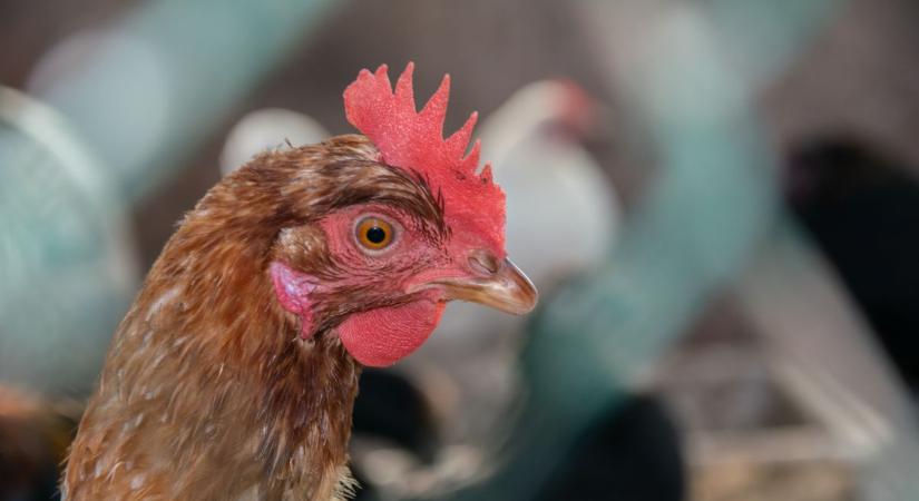 Támogatással harcol a madárinfluenza ellen az Agrárminisztérium