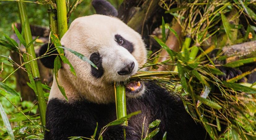 Nagy, kínai pandabiznisz - évi egymillió dollárt kell fizetni a világ összes pandája után