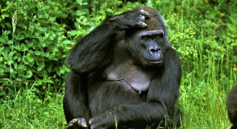 Újra a vadonban élhet négy, illegális állatkereskedelemből menekített gorilla