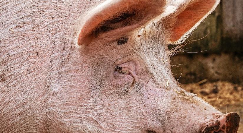 Három hétig élt csak az élőlény, amit sertésből és emberből állítottak össze