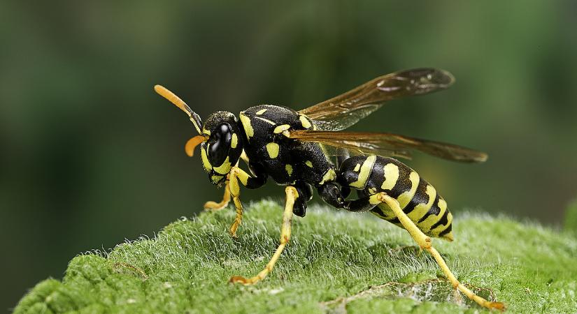 Fel kell készülni az invázióra, életveszélyes darázscsípések várhatóak