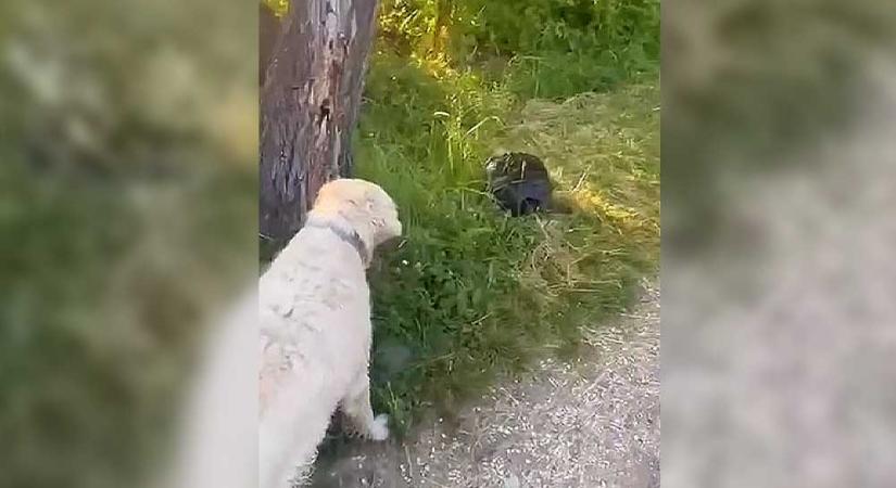 Veszélyes aligátorteknőst videóztak le Csepelen, kutyasétáltatás közben bukkantak rá a Kis-Duna-parton