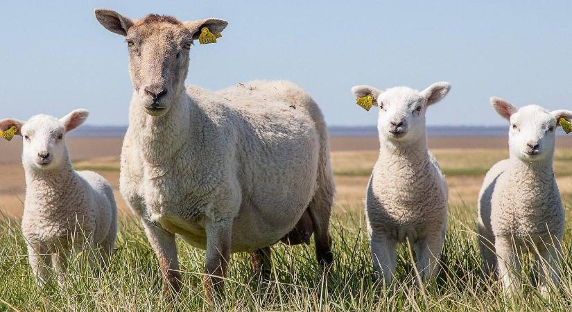 Egy birka nem birka: társas lények a kert végében