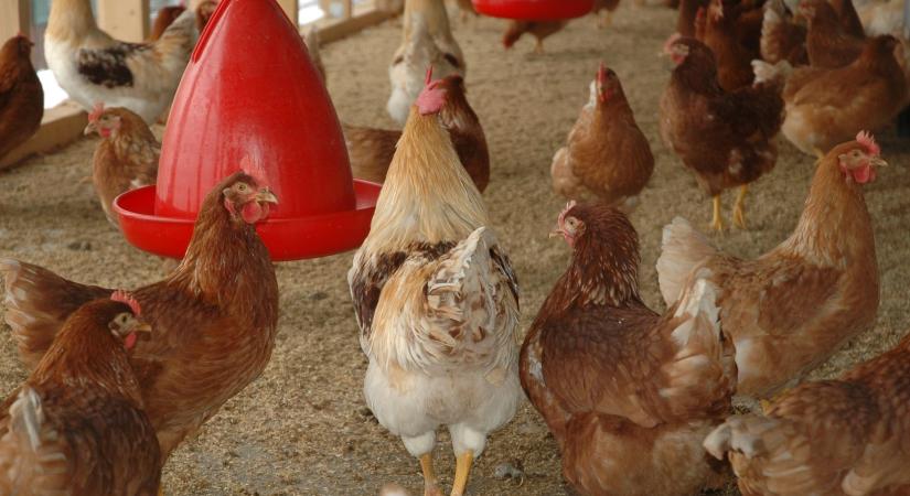 Támogatás a madárinfluenza elleni védekezésért